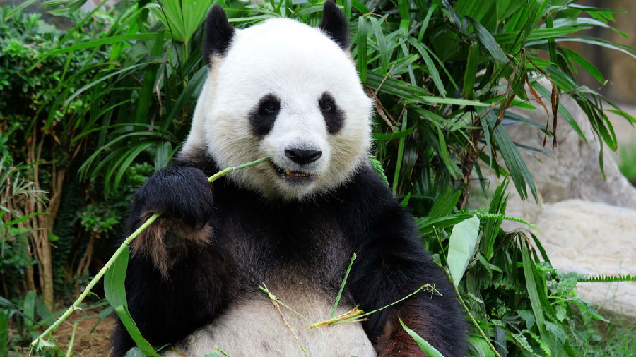 大熊猫受威胁程度等级由濒危降为易危
