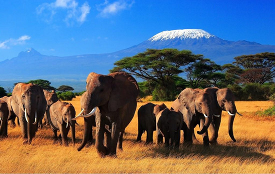 肯尼亚大象.jpg