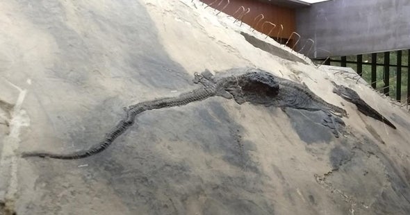 魚龍化石.jpg