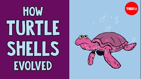 龟壳是如何二次进化的