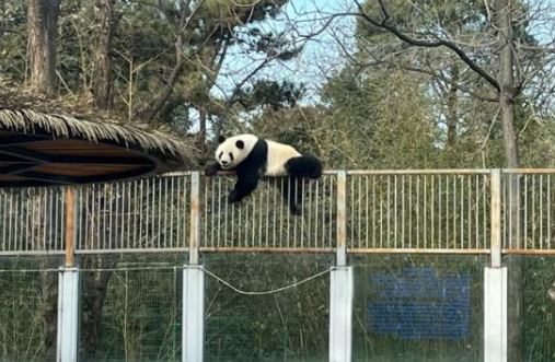 北京动物园一大熊猫"越狱"未遂