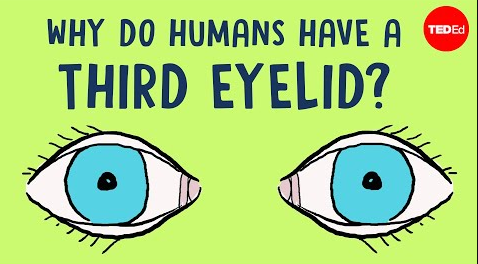 为什么人类有三层眼皮
