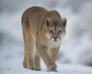 puma-dans-la-neige.jpg