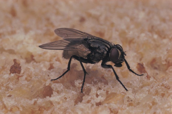 科学美国人60秒气候变暖会致苍蝇和疾病增多