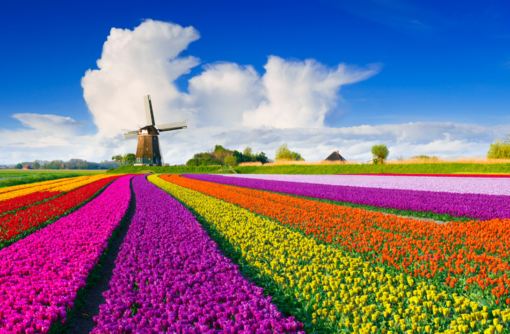 荷兰变色郁金香图片