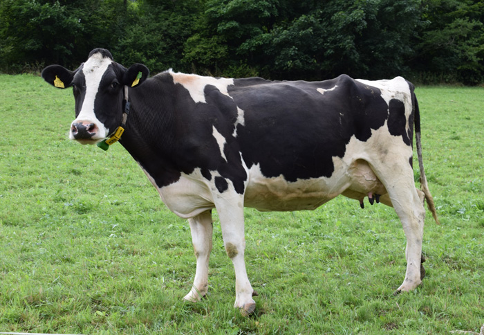 德国奶牛品种图片
